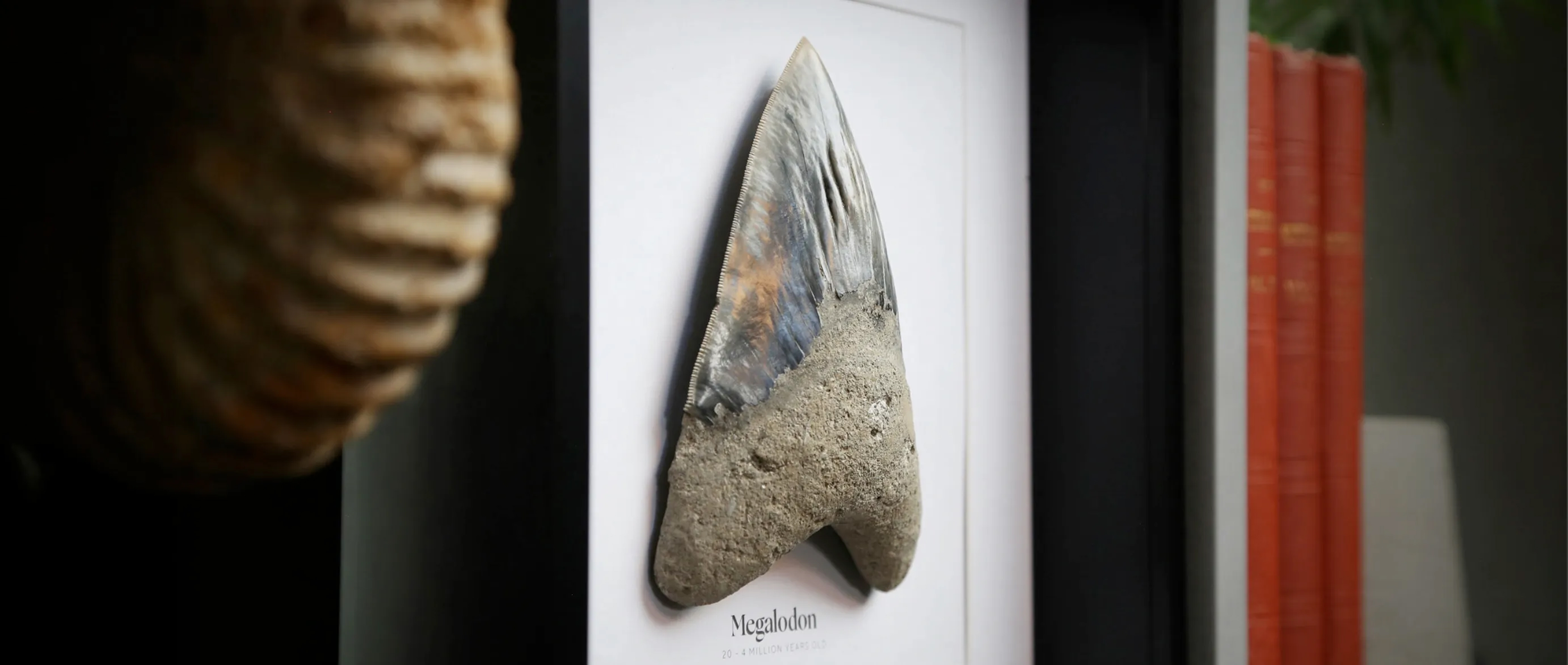 curated megalodon tooth
