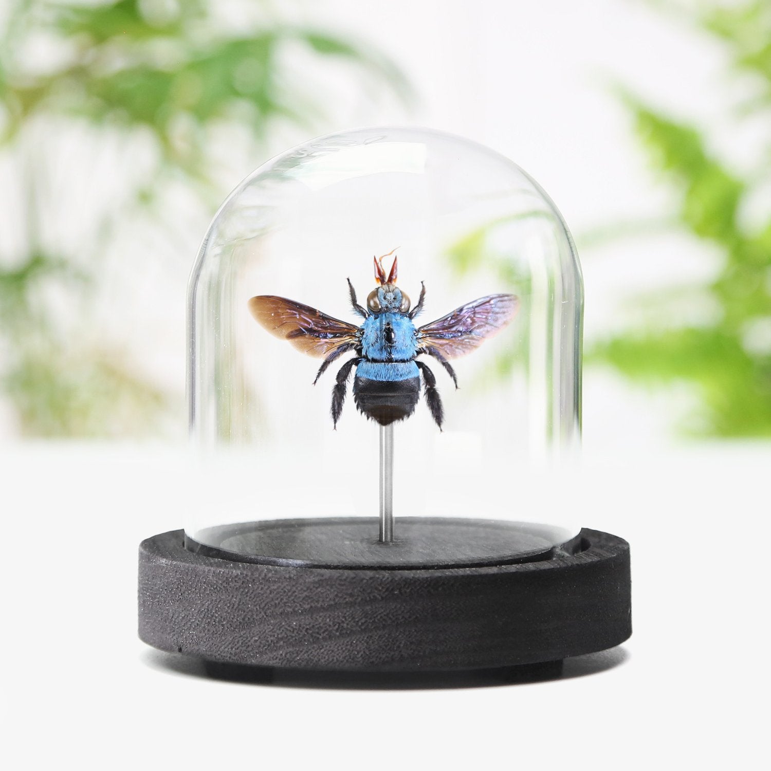 Blue Carpenter Bee - | Curated Studio
