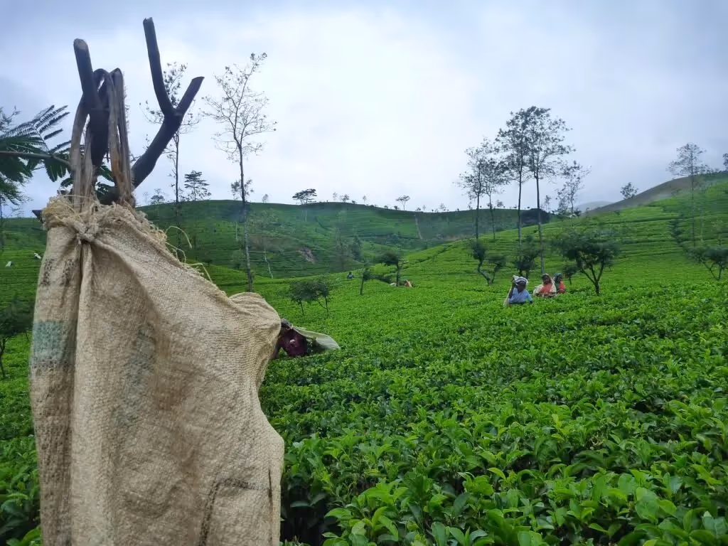 Tea Plantations, Sri Lanka: localhi
