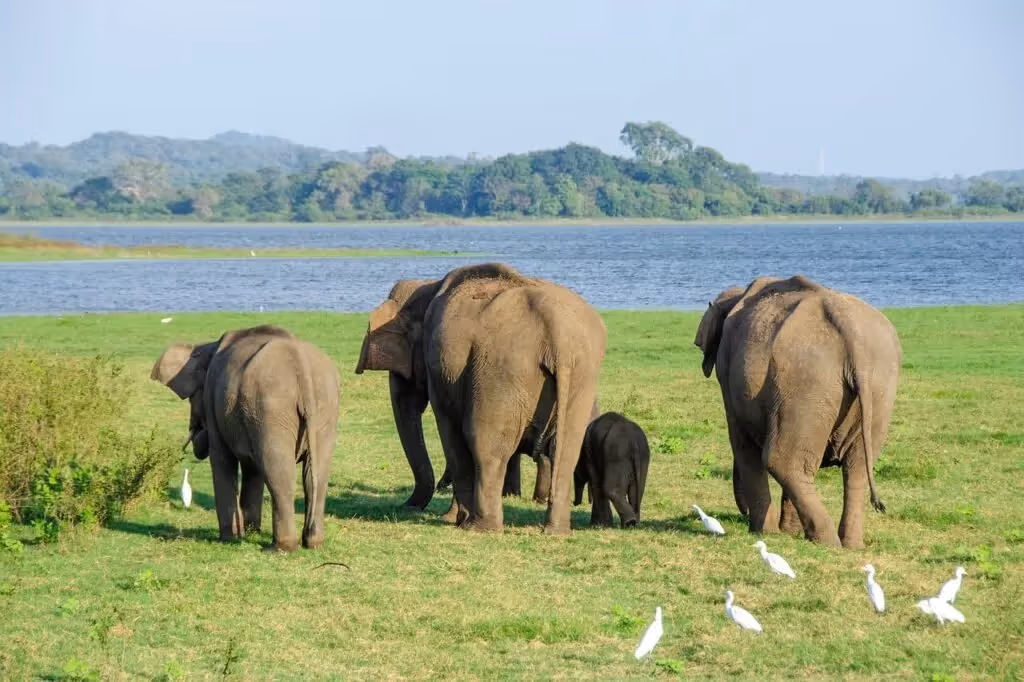 Wildlife safari, Elephant, Sri Lanka: localhi
