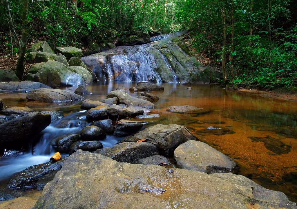 Sinharaja Rainforest, Sri Lanka: localhi