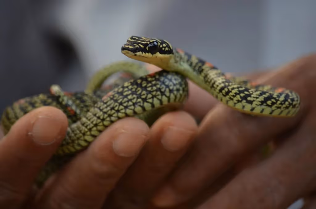 Snake farm, Mirissa, Sri Lanka: localhi