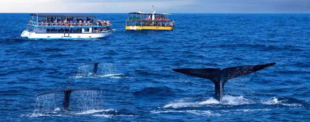 Mirissa, whale-watching tours: localhi