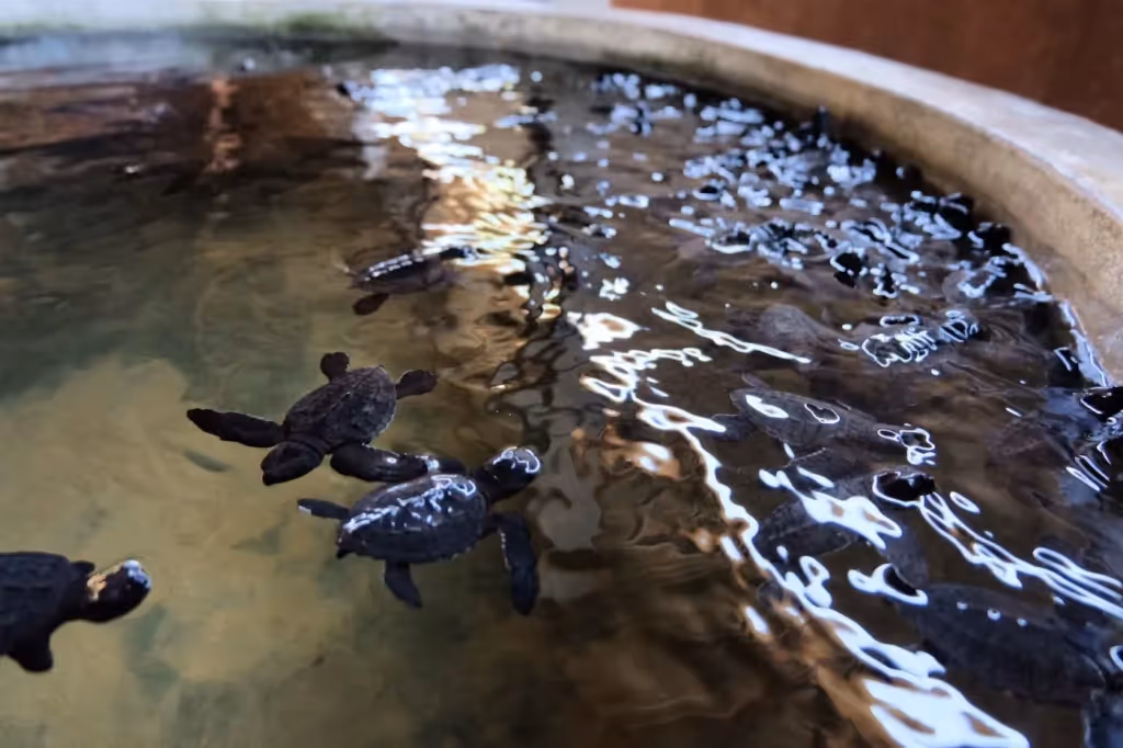 Turtle Hatchery at Koggala, Ahangama, Sri Lanka: localhi