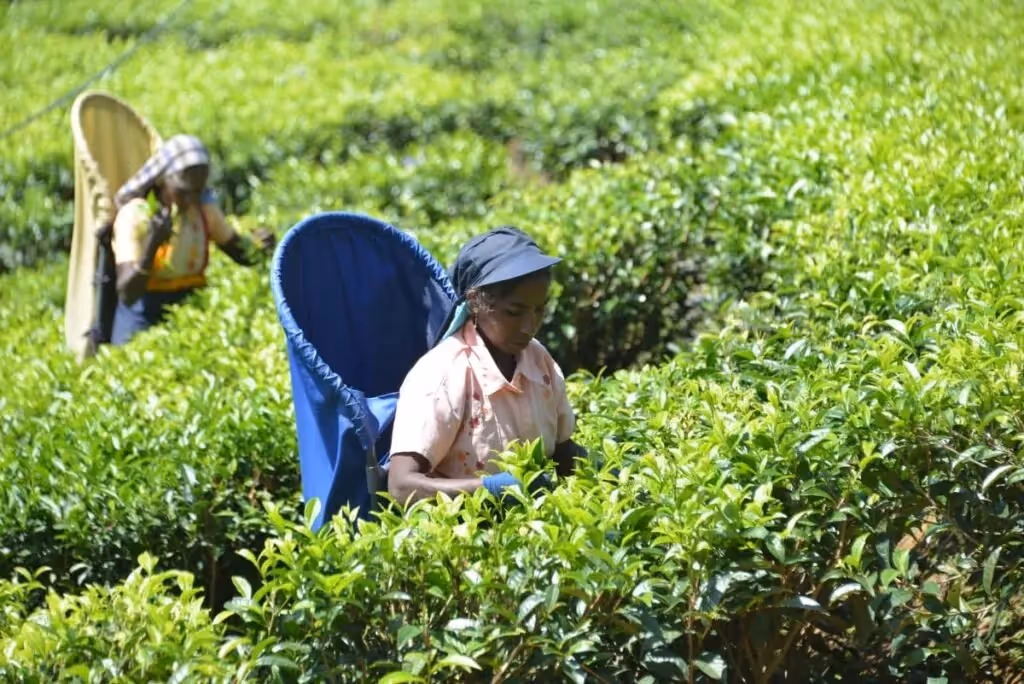 Handunugoda Tea Estate,  Ahangama, Sri Lanka: localhi