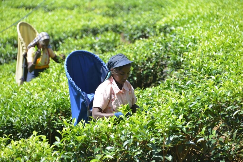 Handunugoda Tea Estate,  Ahangama, Sri Lanka: localhi