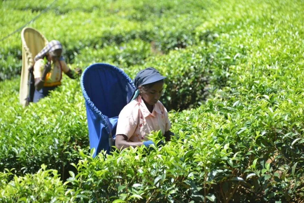 Handunugoda Tea Estate, Ahangama, Sri Lanka: localhi