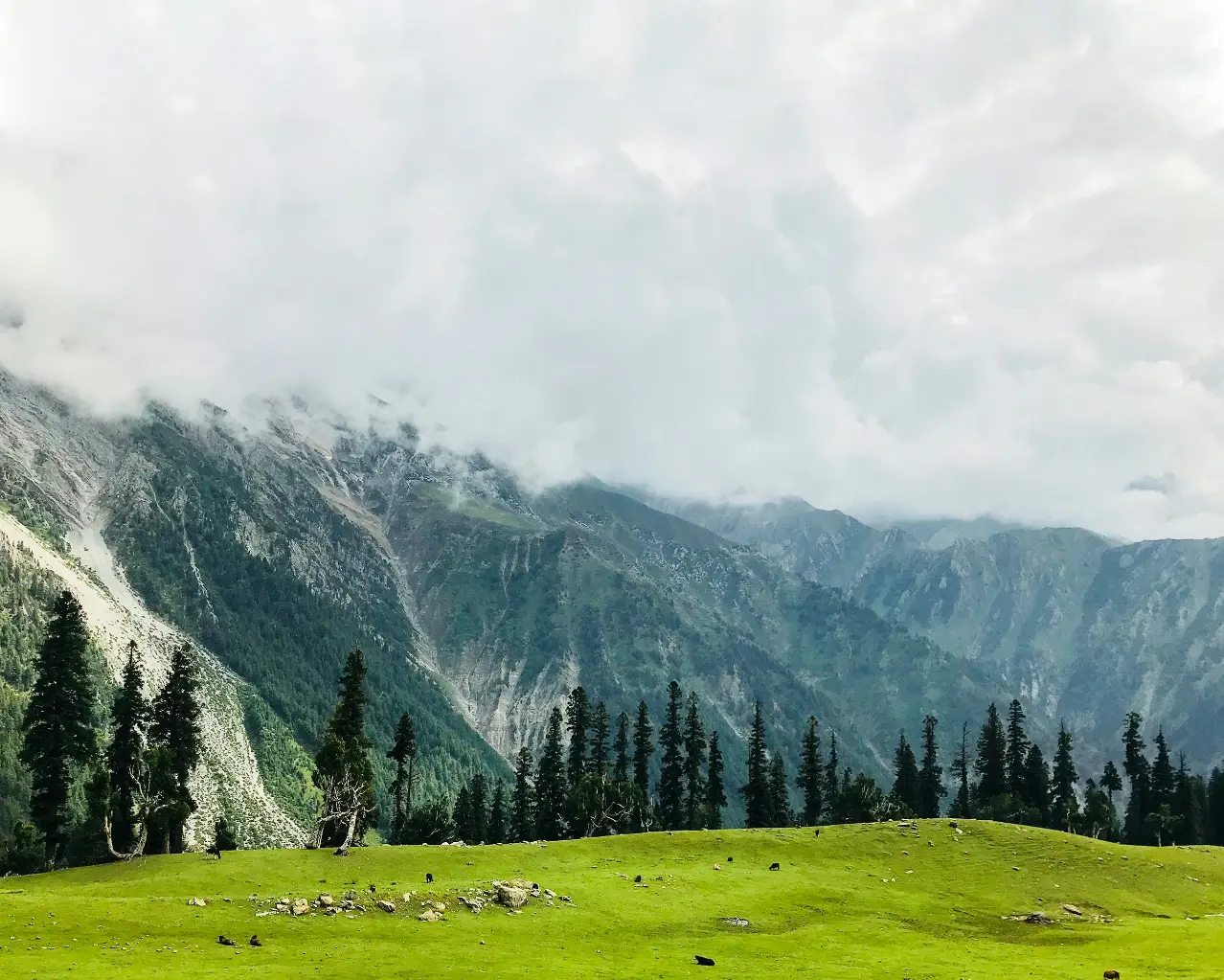 •        kashmir-yusmarg-pine-forest-meadow-offbeat