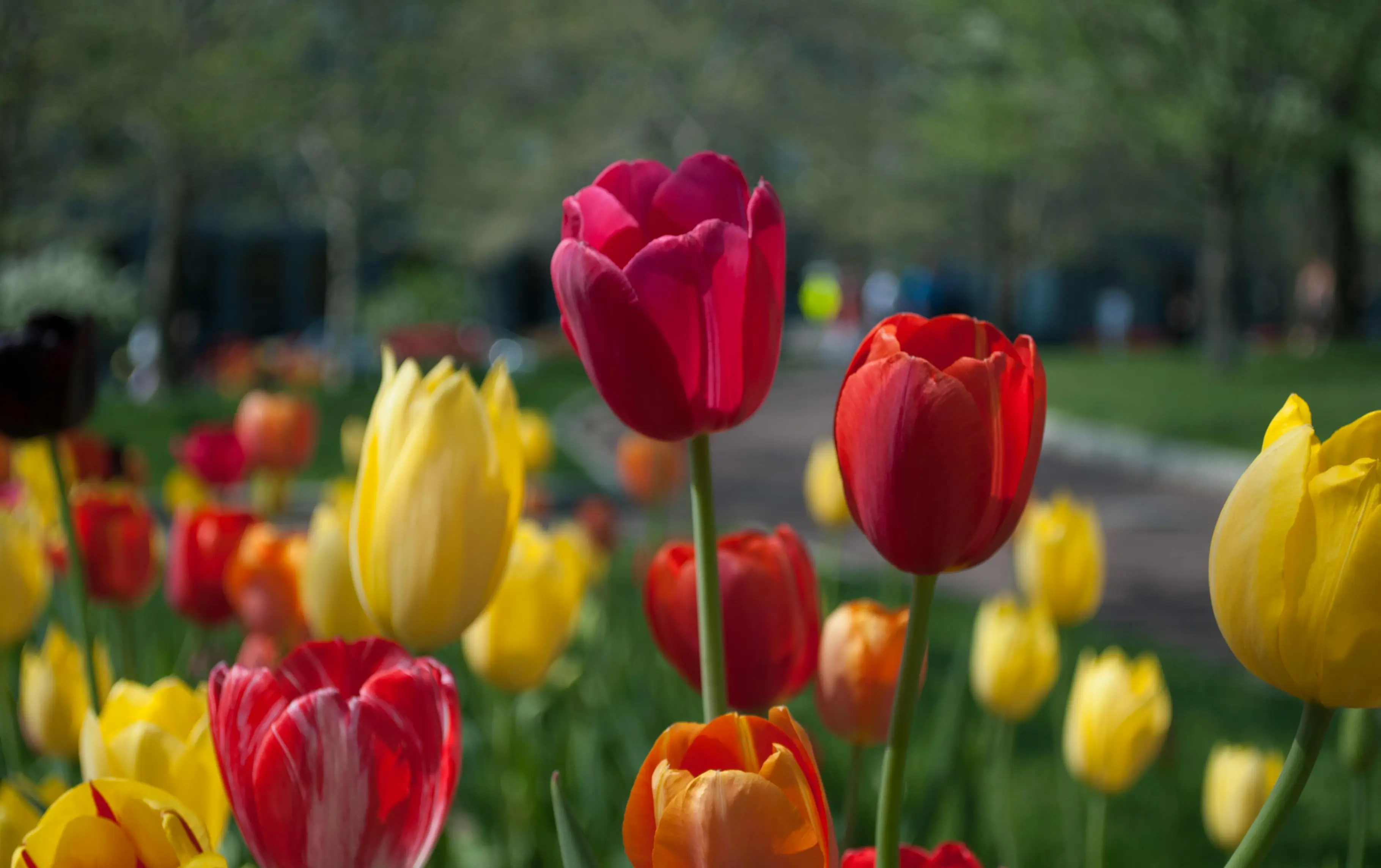 Indira Gandhi Memorial Tulip Garden in Srinagar during Kashmir Tulip Festival with colourful flowers and Zabarwan mountains