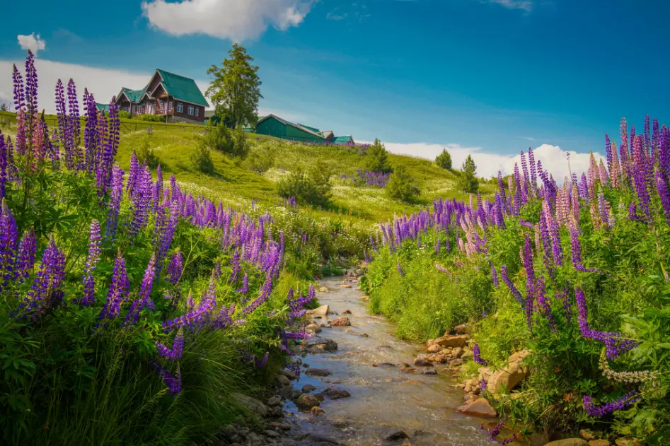 Green summer meadows in Gulmarg Kashmir with pine forests and Himalayan mountains