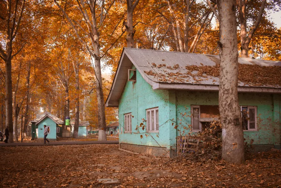 Golden Chinar trees in autumn in Srinagar Kashmir with fall foliage