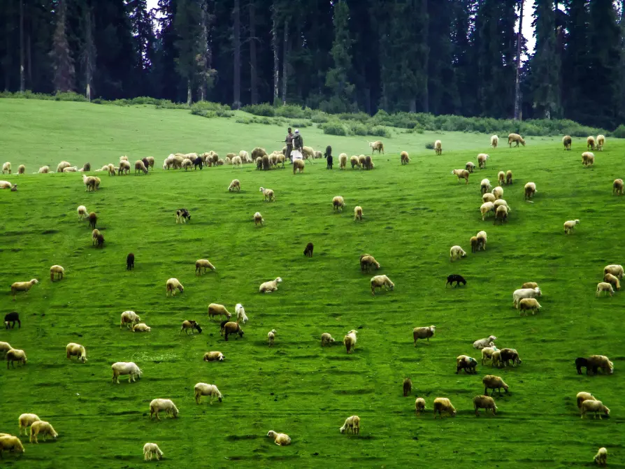 Sheep grazing in a lush green meadow in the Kashmir valley