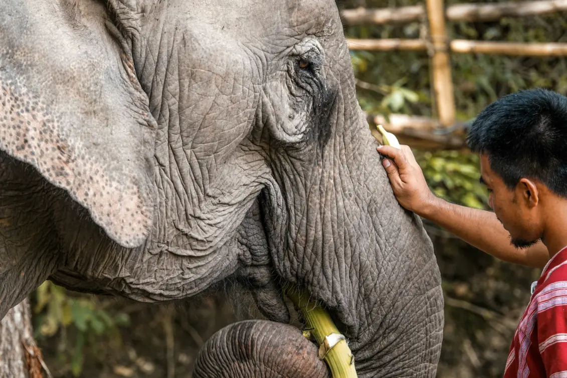 Close interaction between a mahout and an elephant during feeding time