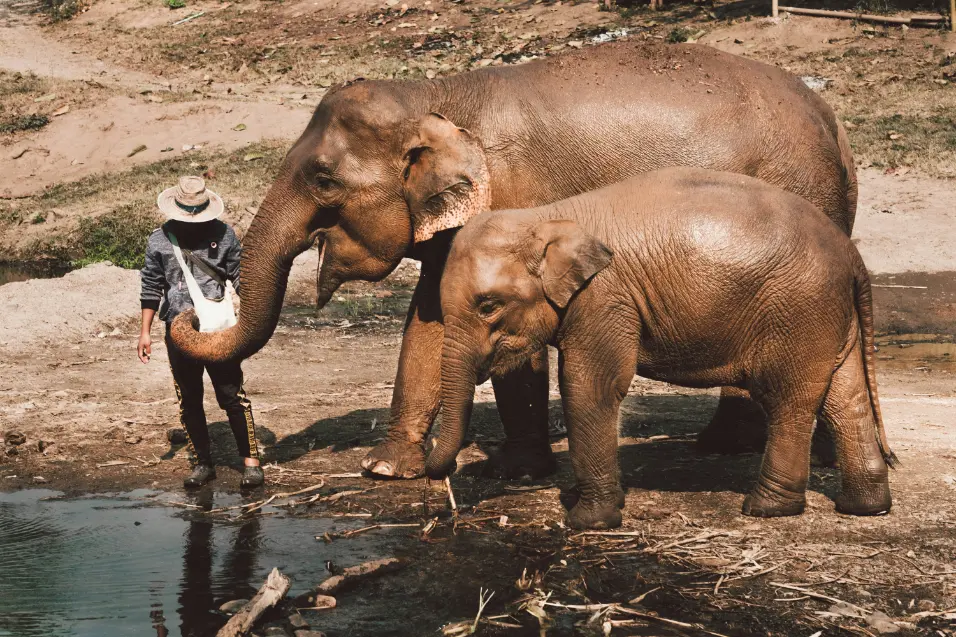 Caretaker guiding elephants along a riverbank in Chiang Mai sanctuary