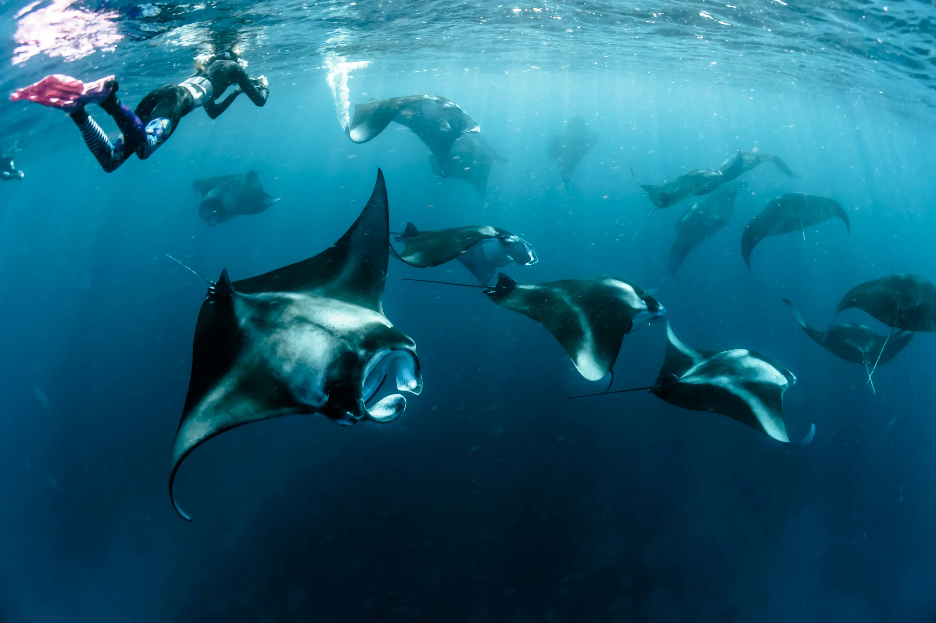 Manta ray snorkelling Nusa Penida Bali underwater manta rays