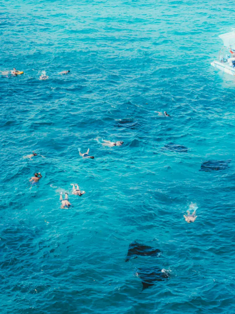 Snorkellers swimming with manta rays Nusa Penida Bali