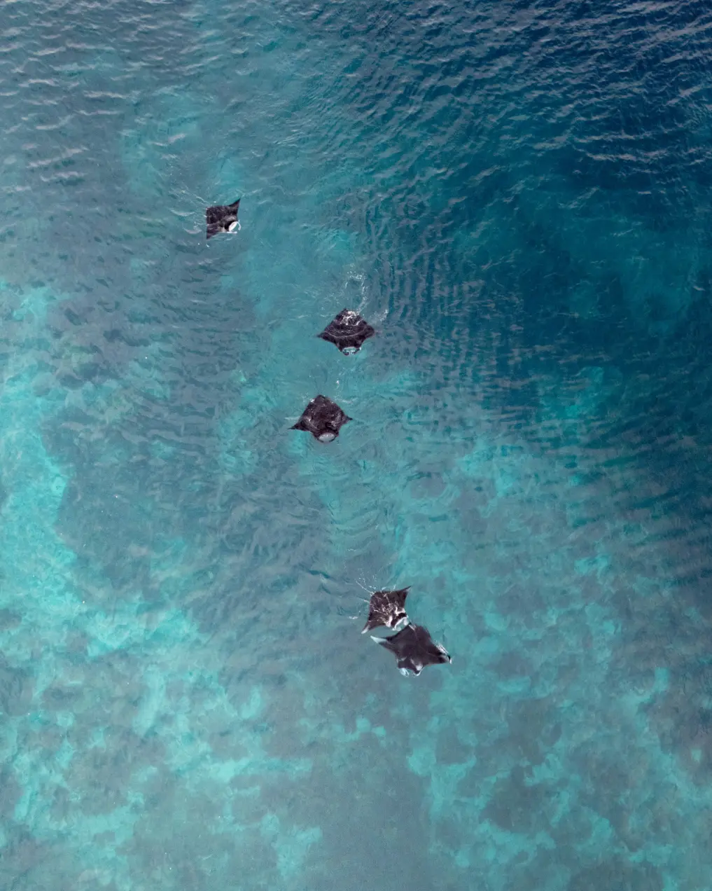 Underwater manta ray close up Nusa Penida Bali snorkelling