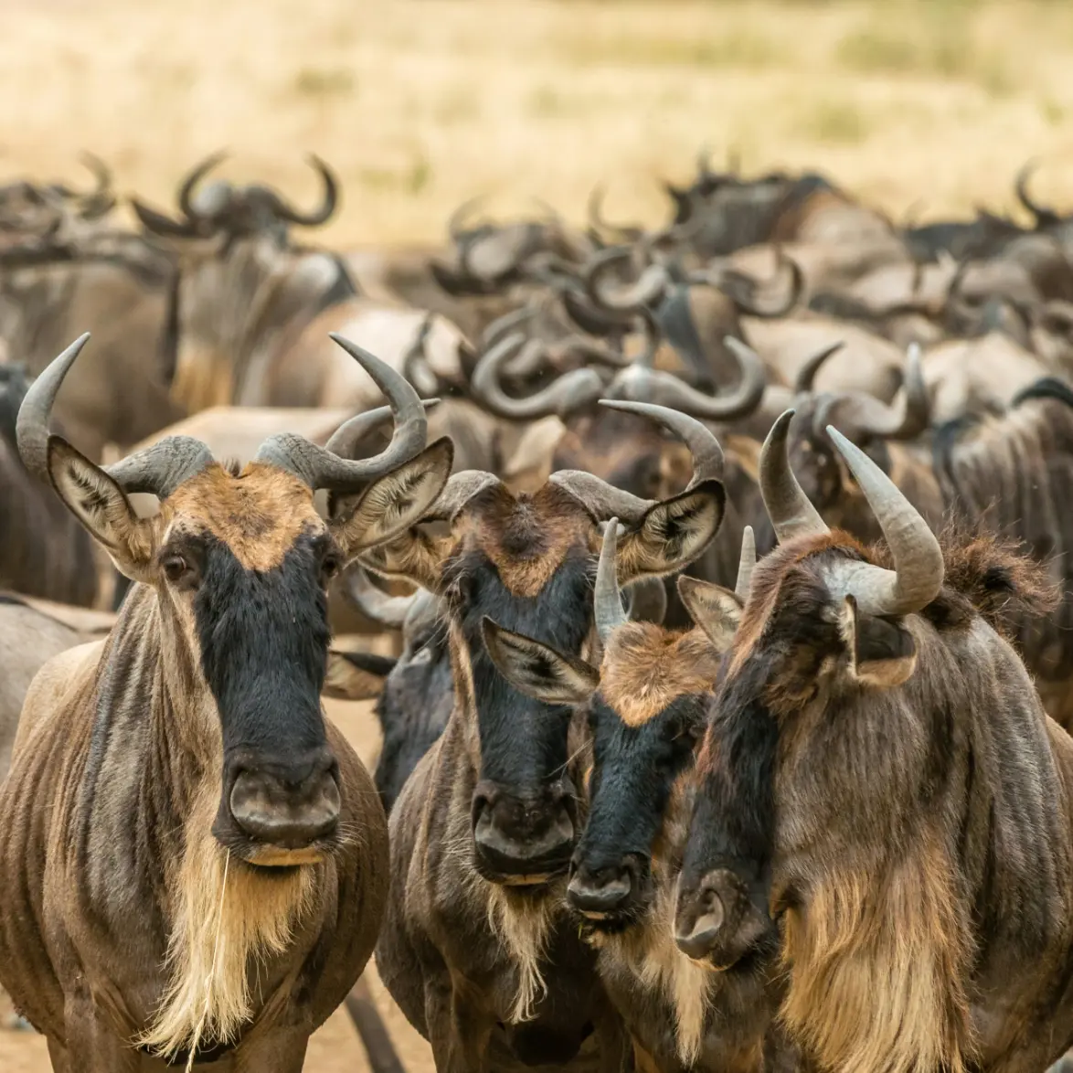 Wildebeest herd Great Migration Maasai Mara plains Kenya