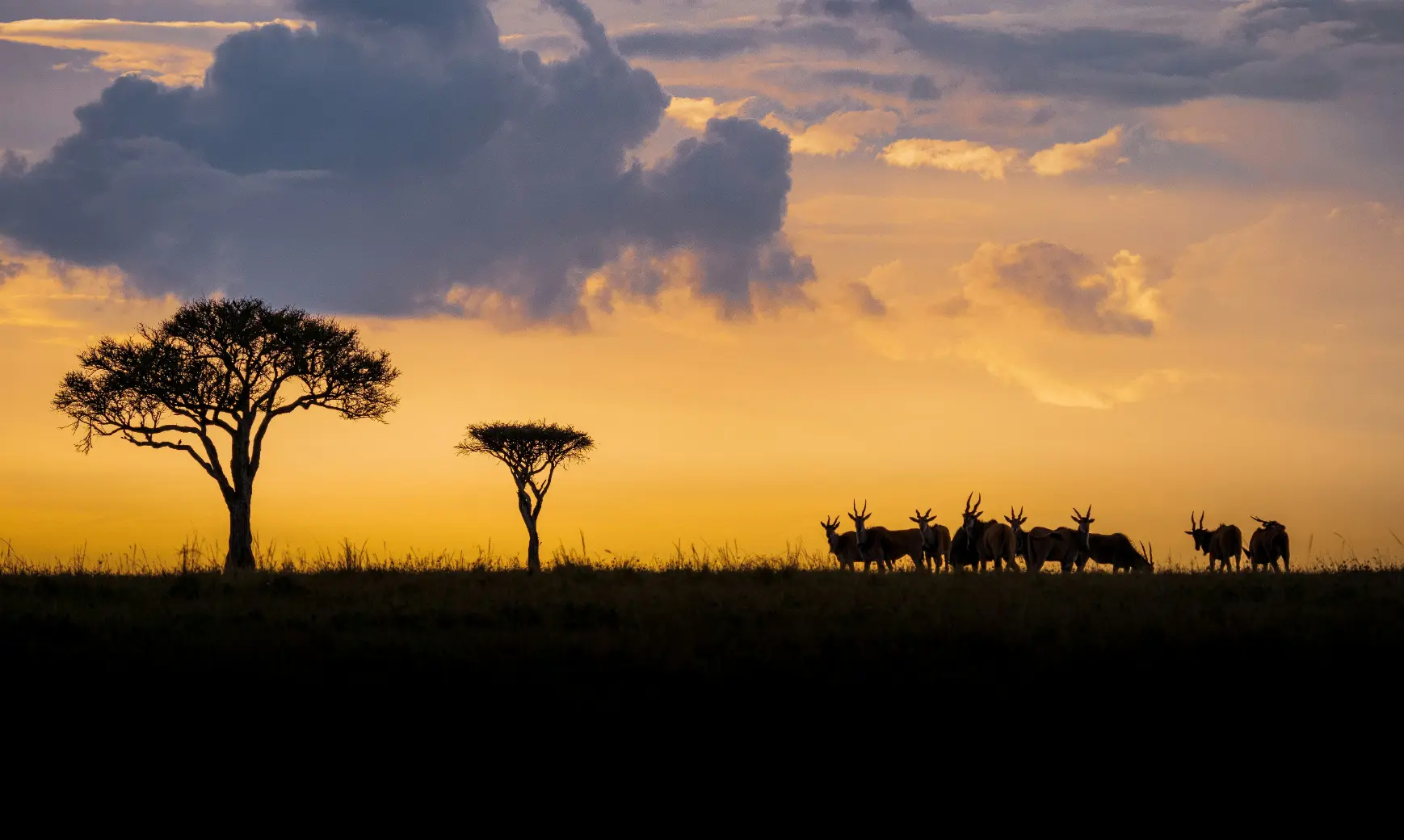 Maasai Mara safari jeep with elephants and savannah landscape Kenya