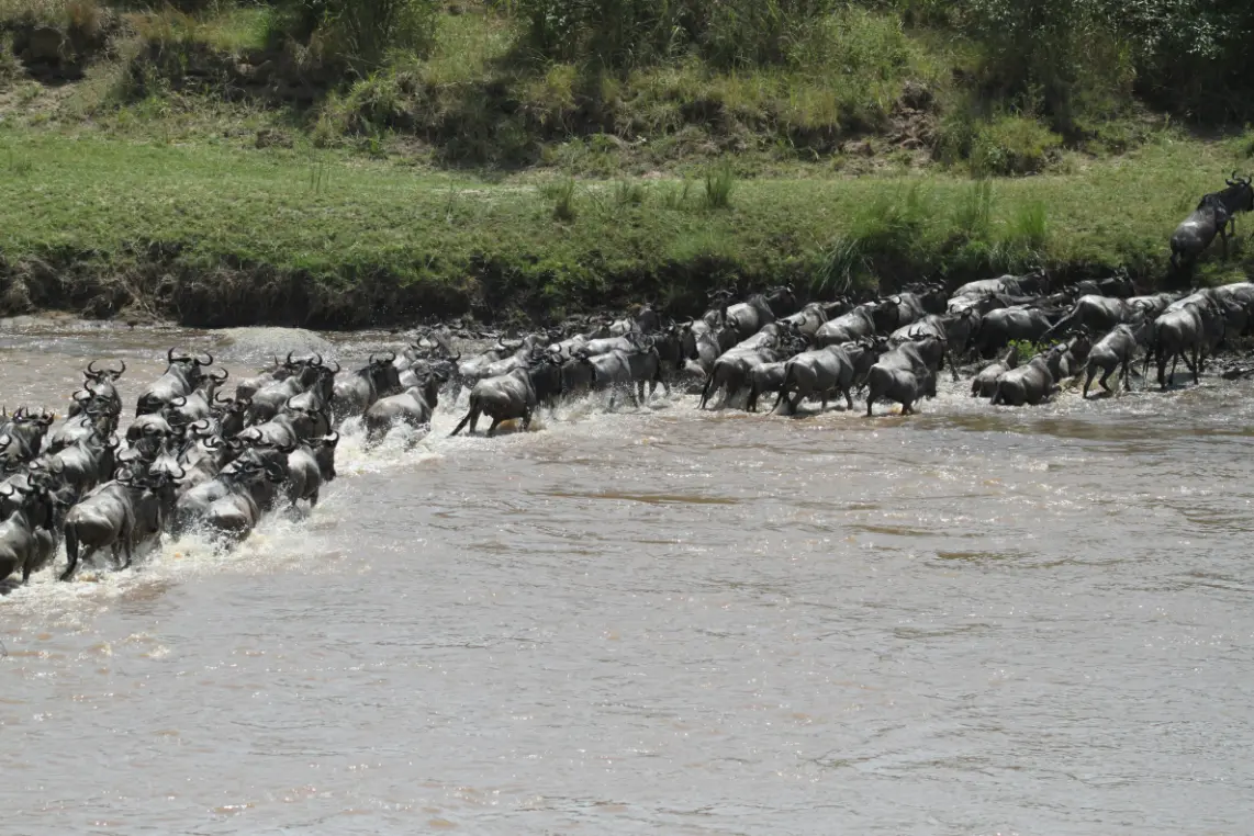 Wildebeest herd Great Migration Maasai Mara plains Kenya