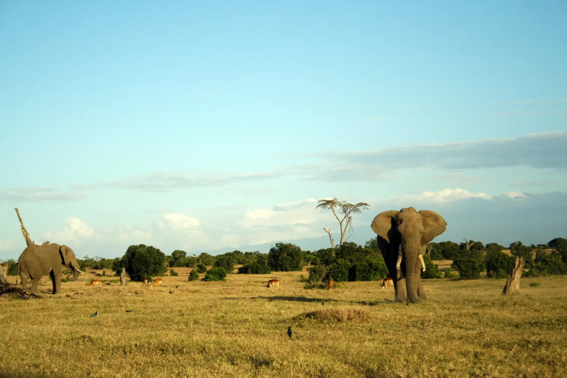 Elephants in forest Ol Pejeta Conservancy Kenya