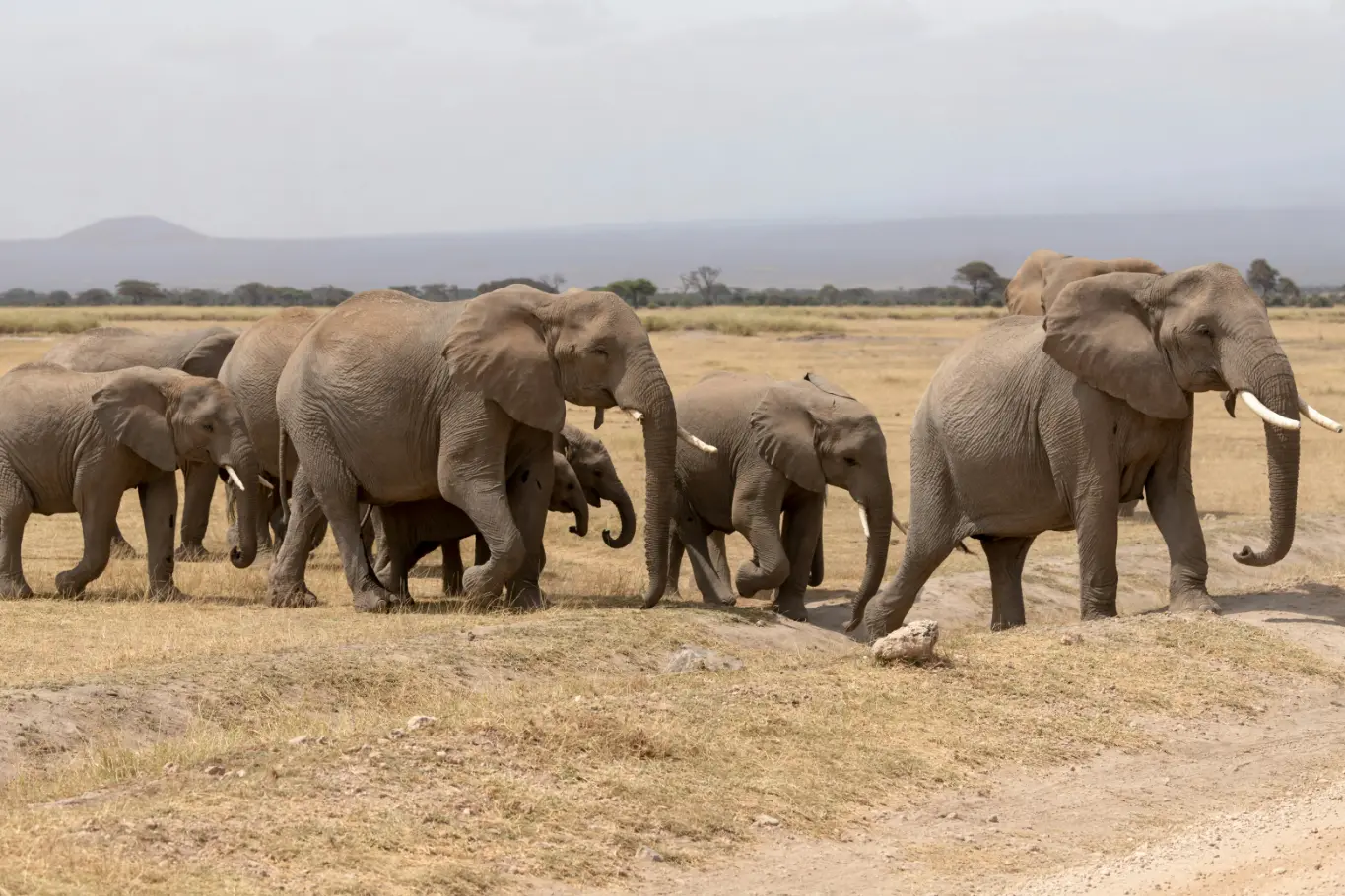 Elephants Amboseli National Park Mount Kilimanjaro background Kenya