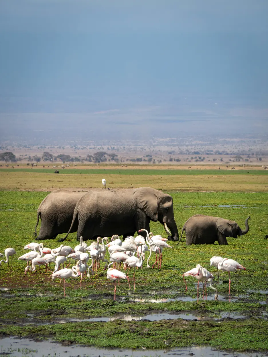 Amboseli safari elephants walking across plains Kenya