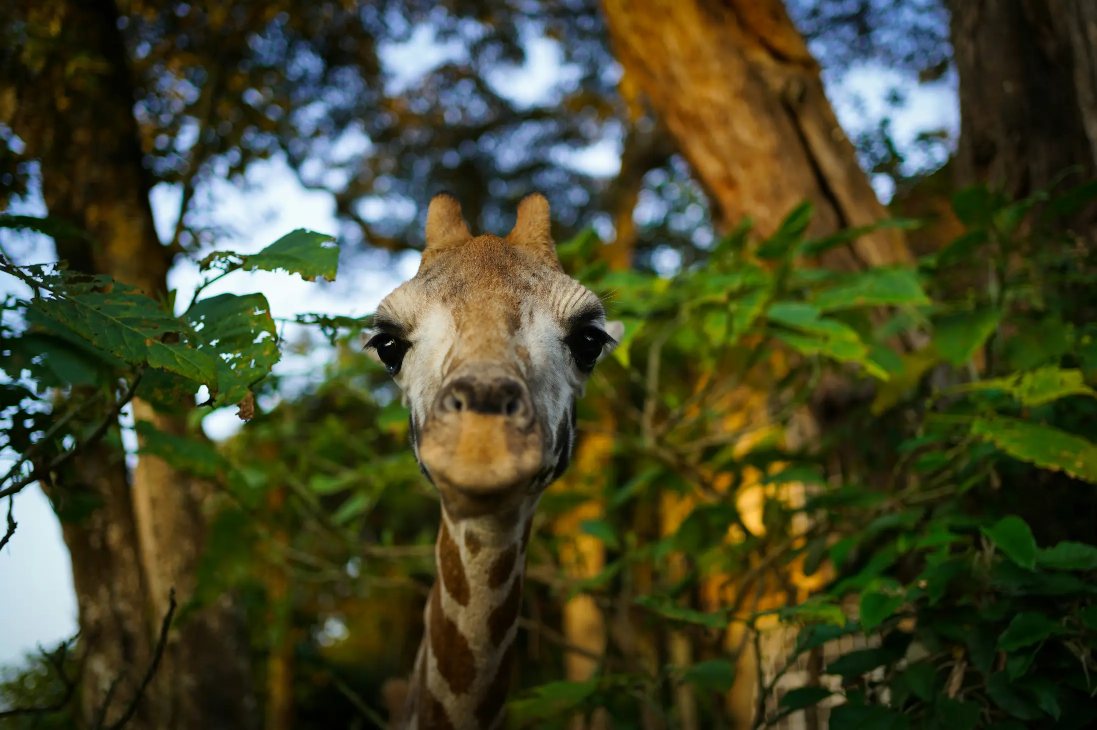 Giraffe Centre Nairobi feeding giraffes Kenya