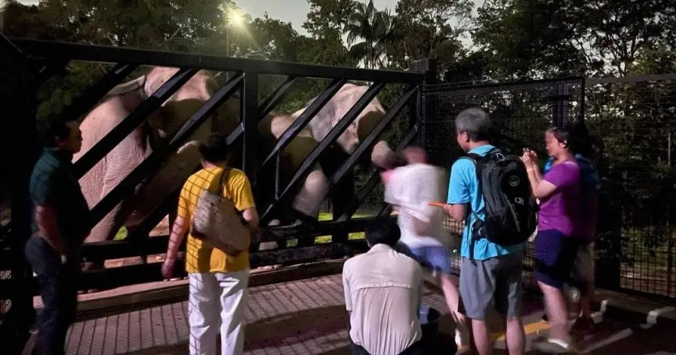 Night Safari Singapore tram ride through jungle at night