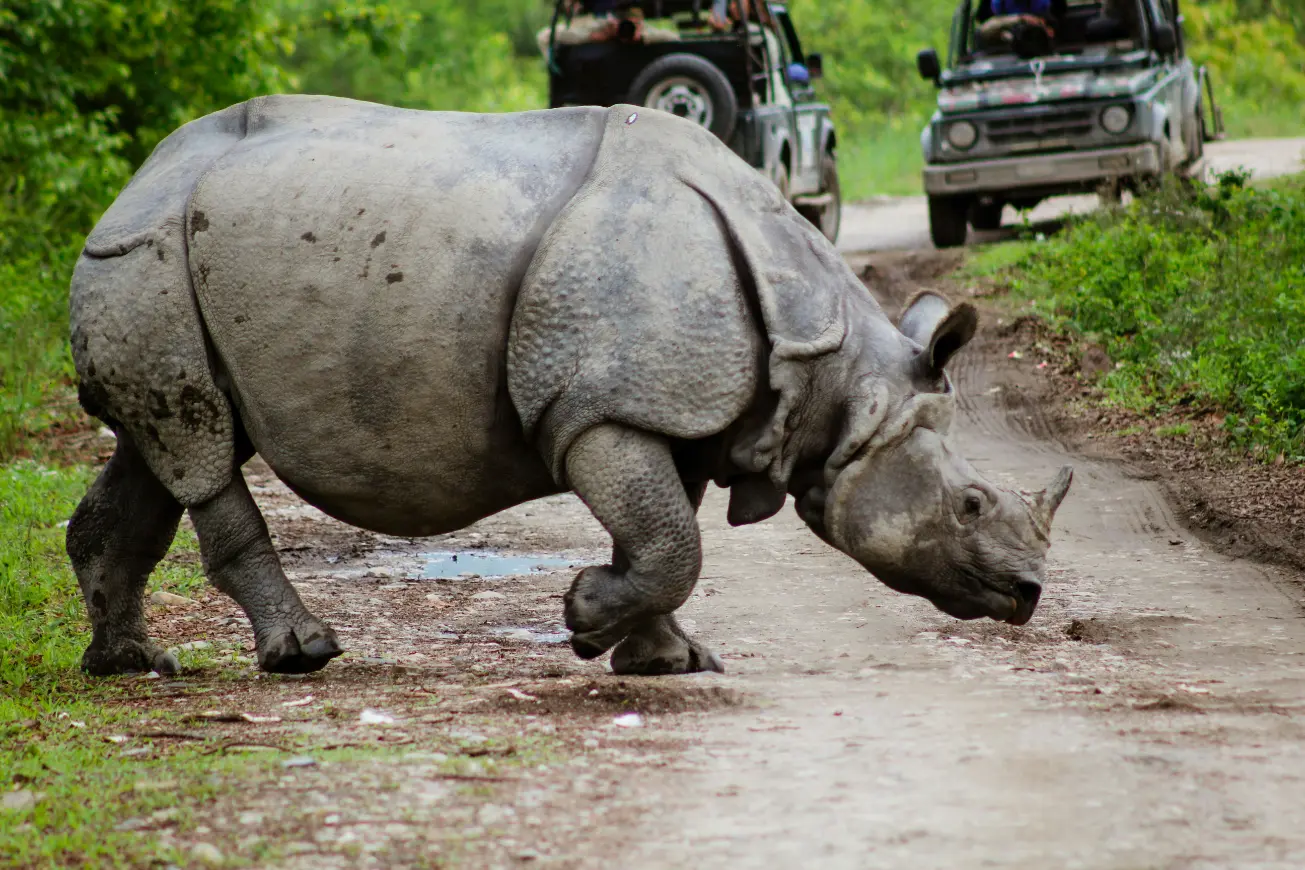 One horned rhinoceros in Kaziranga National Park Assam India wildlife safari