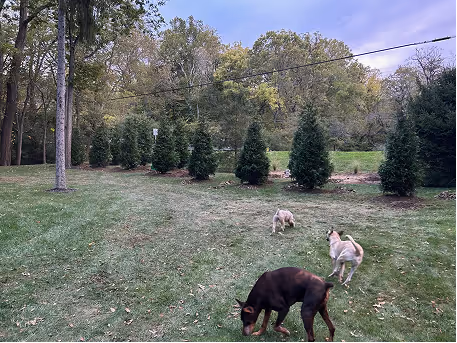Grass Field with tree line and dogs