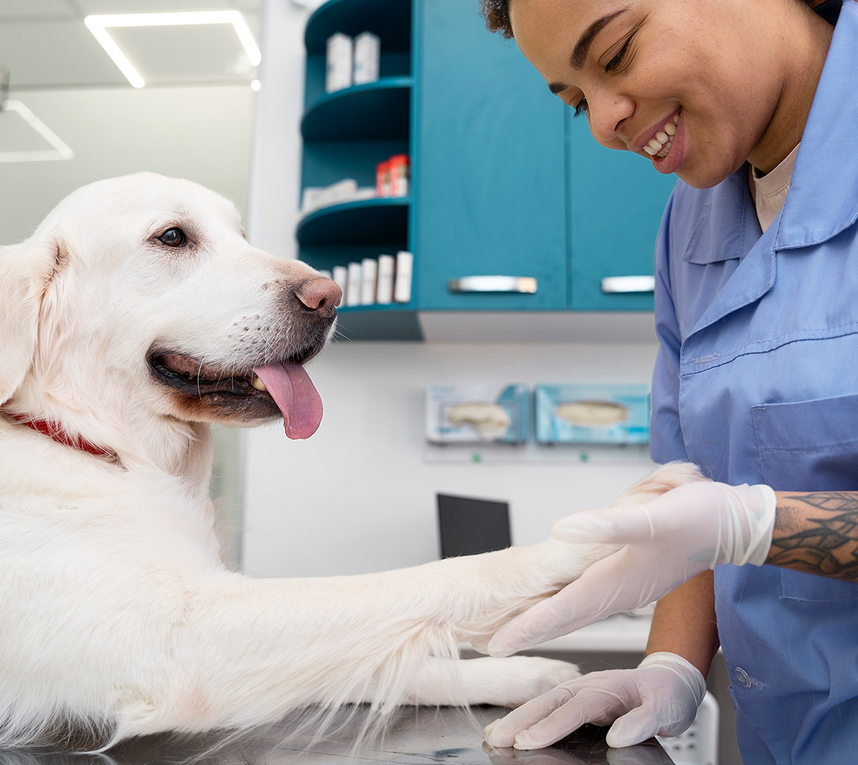 Vet looking at a dog