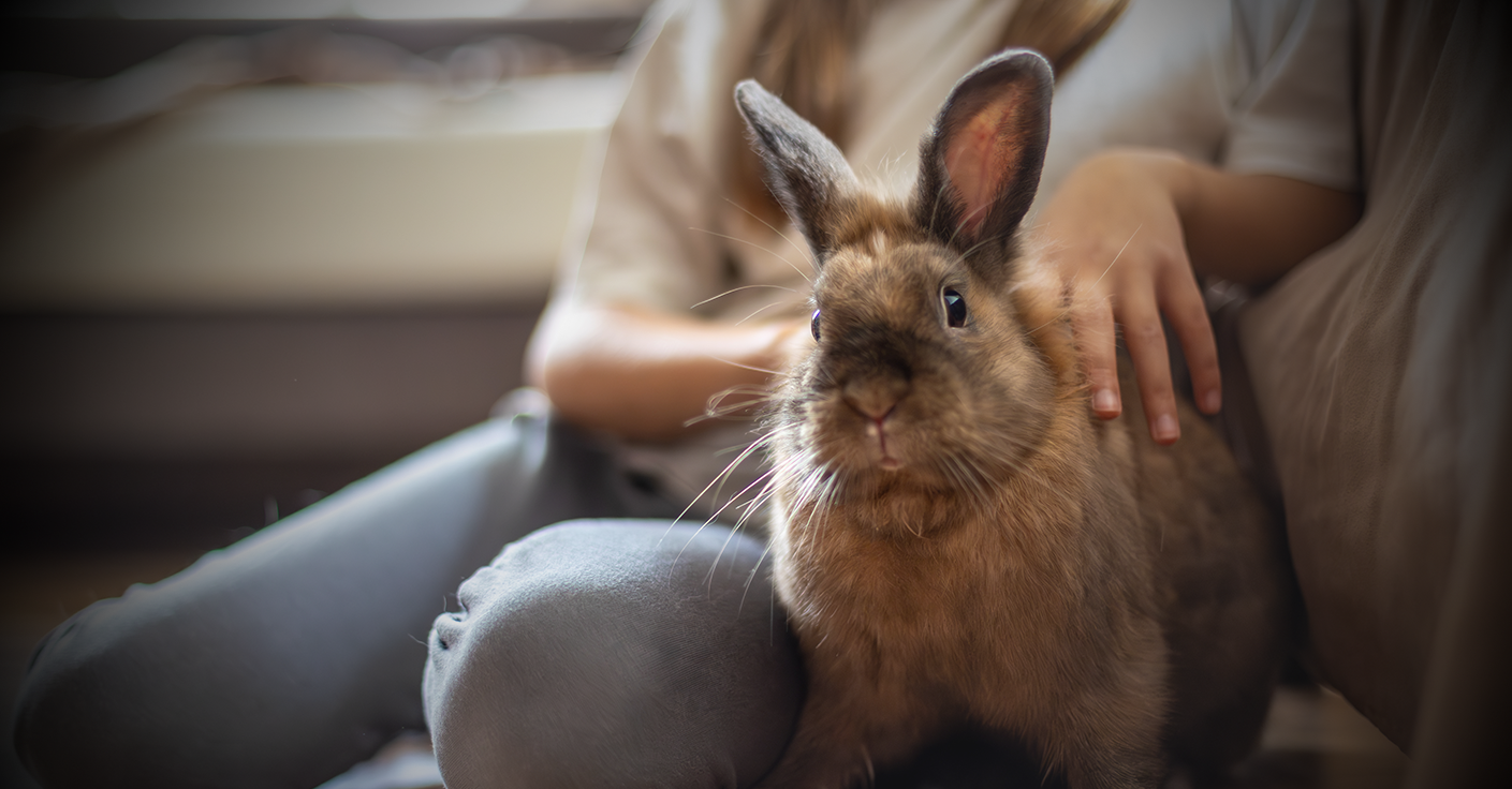 Image of rabbit on a couch with their owner