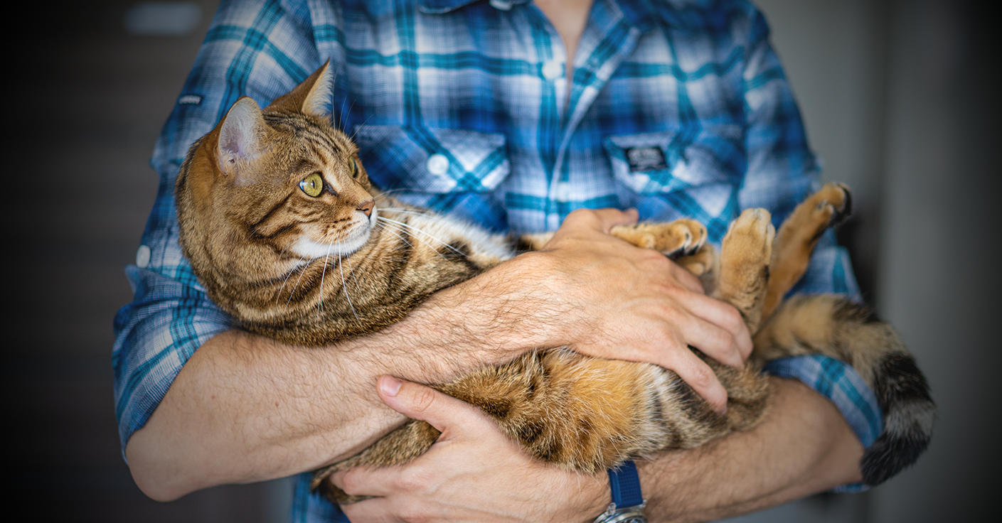 Cat being cuddled in owners arms