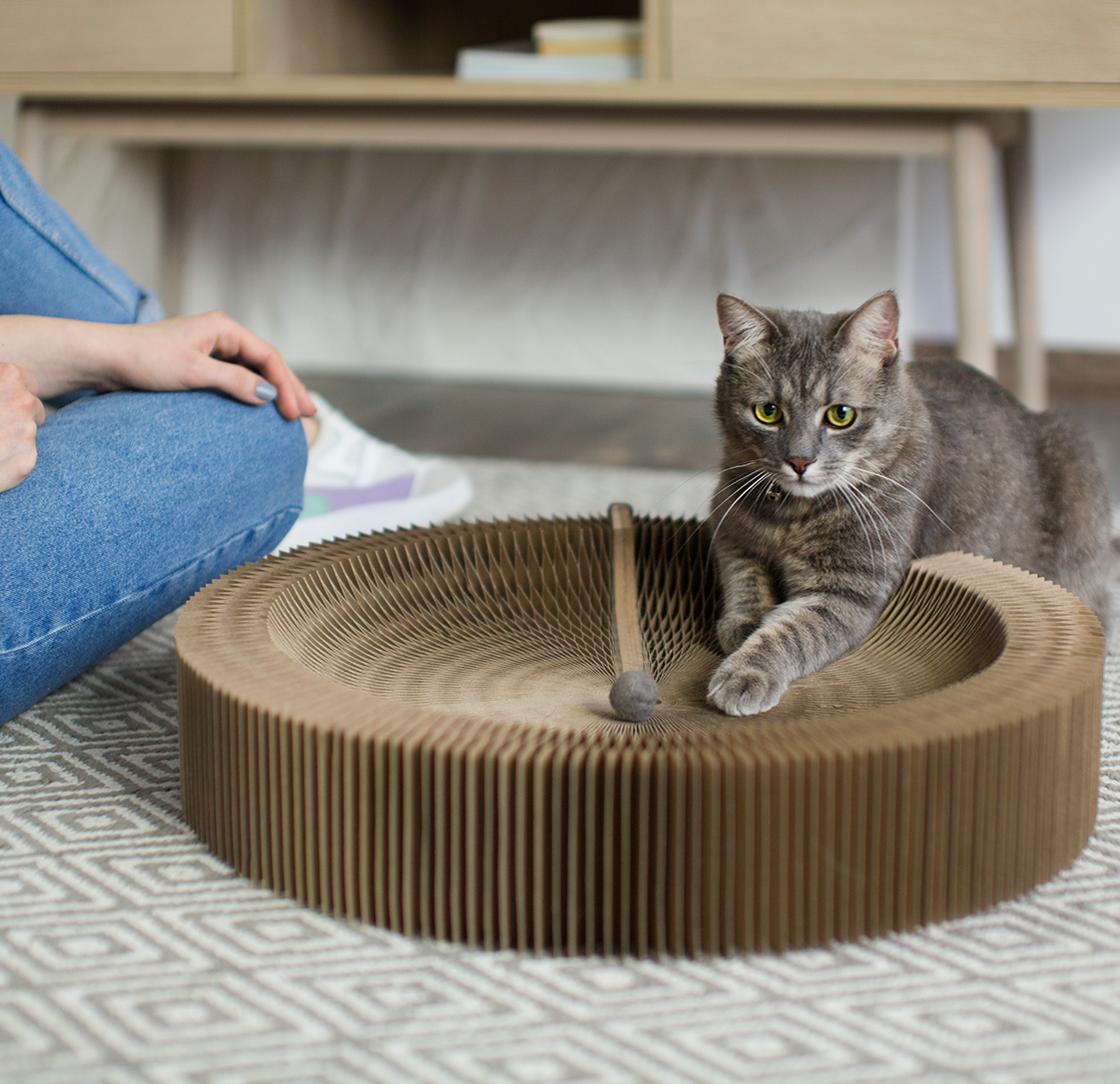 How To Exercise Your Cat