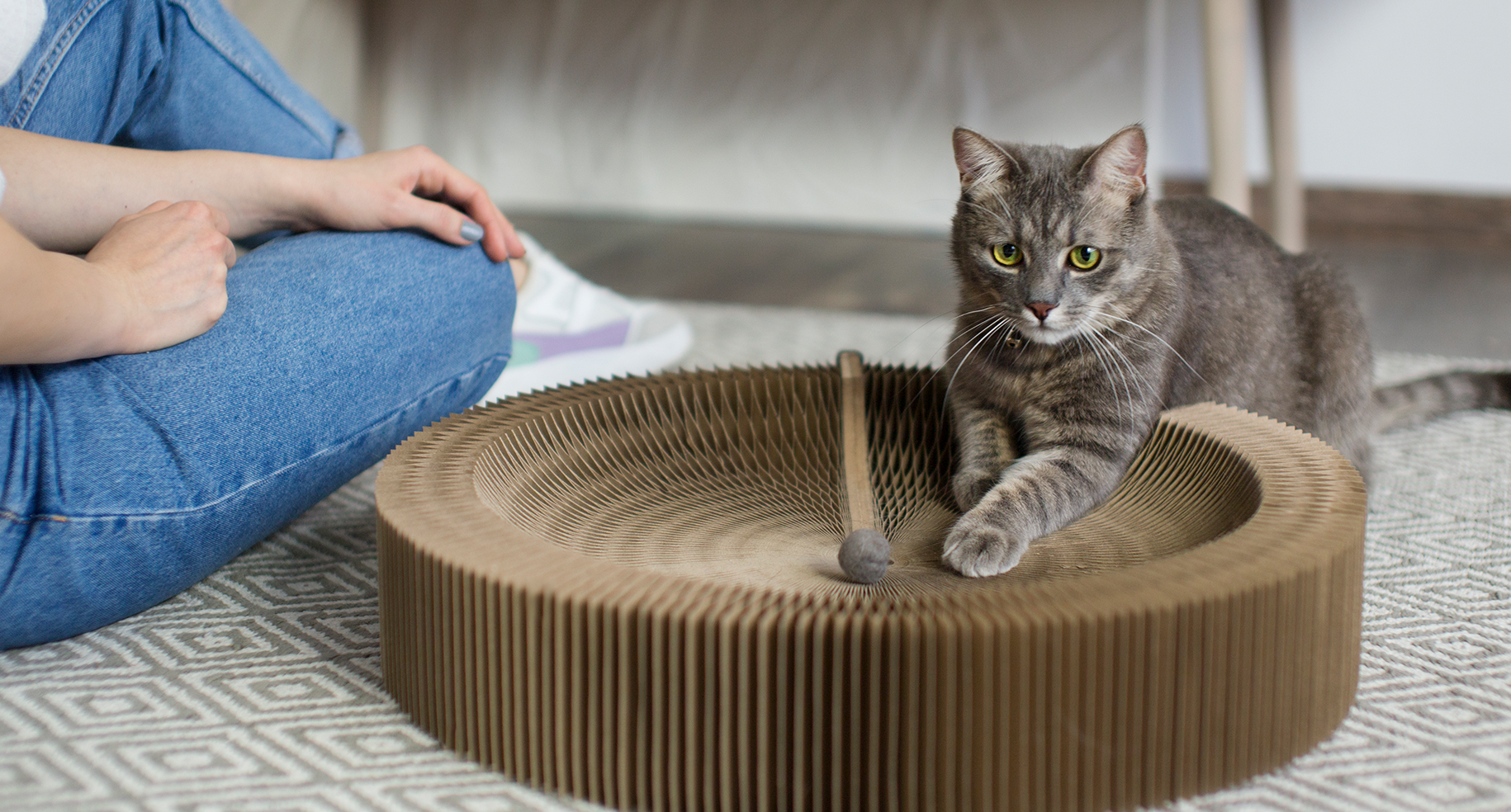 How To Exercise Your Cat