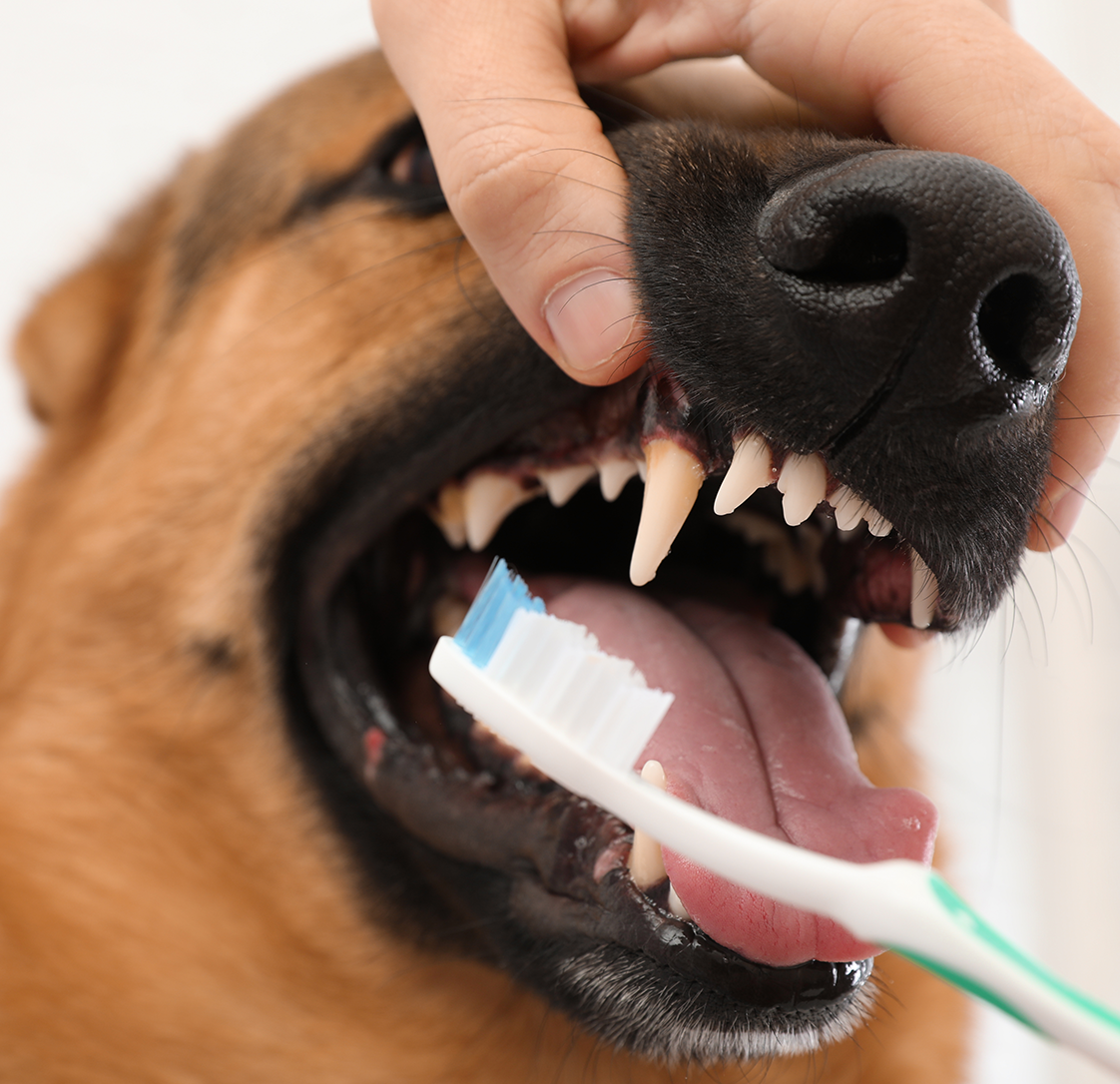 Guest Blogger Ricci Trower : The Importance of Dental Checks
