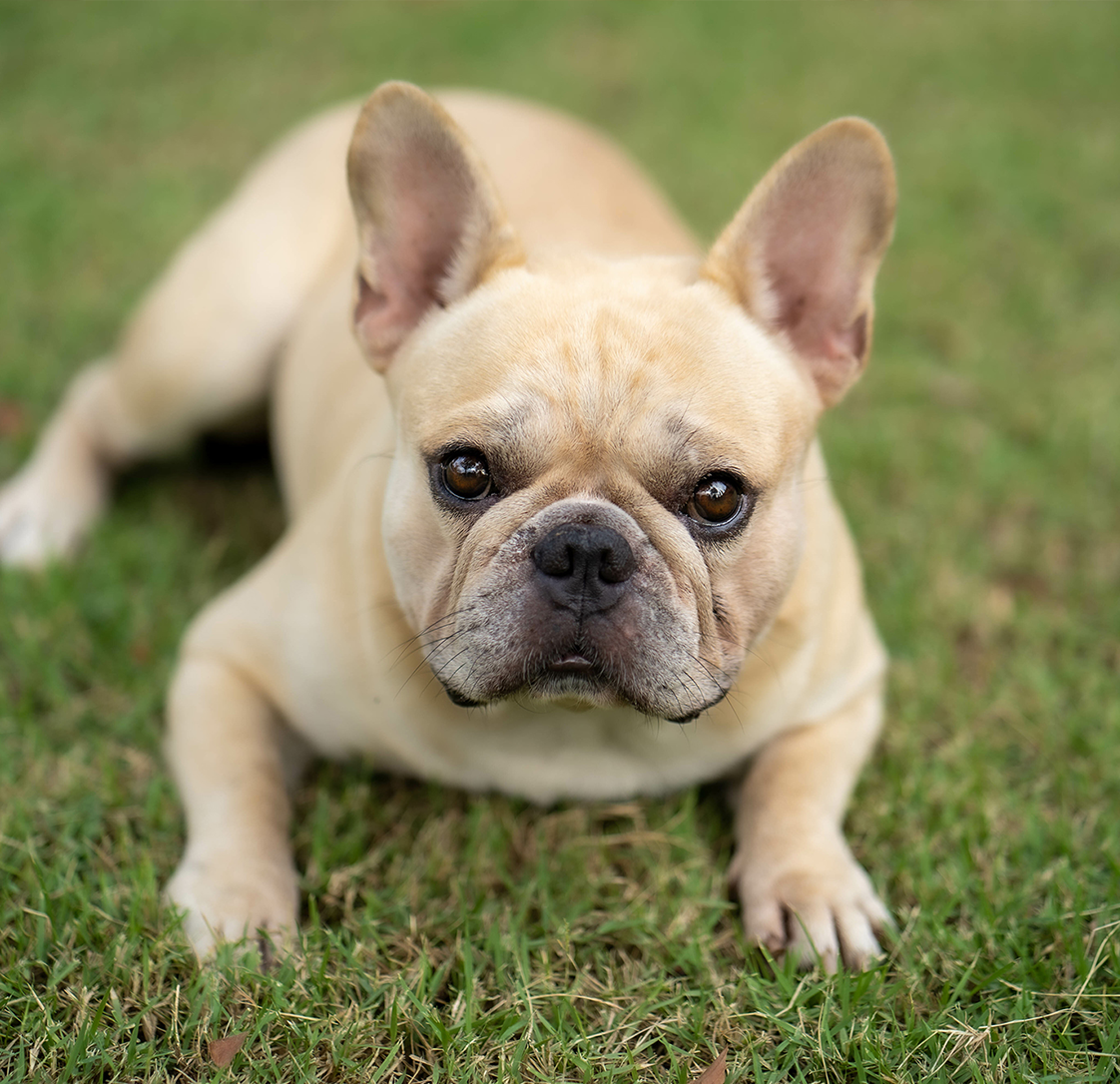 Bulldog Respiratory Health: Breathing Easy with Your Beloved Companion