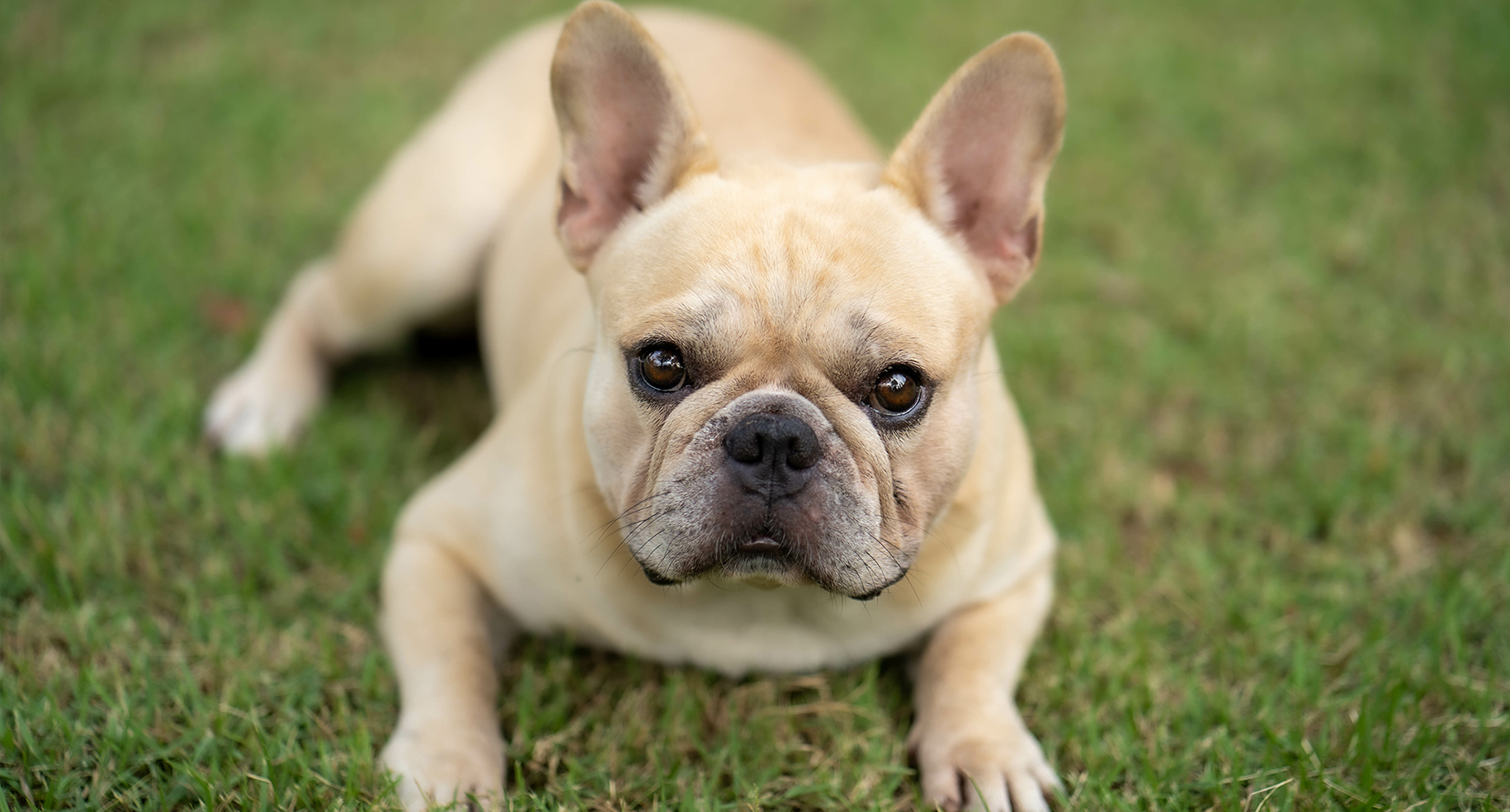 Bulldog Respiratory Health: Breathing Easy with Your Beloved Companion