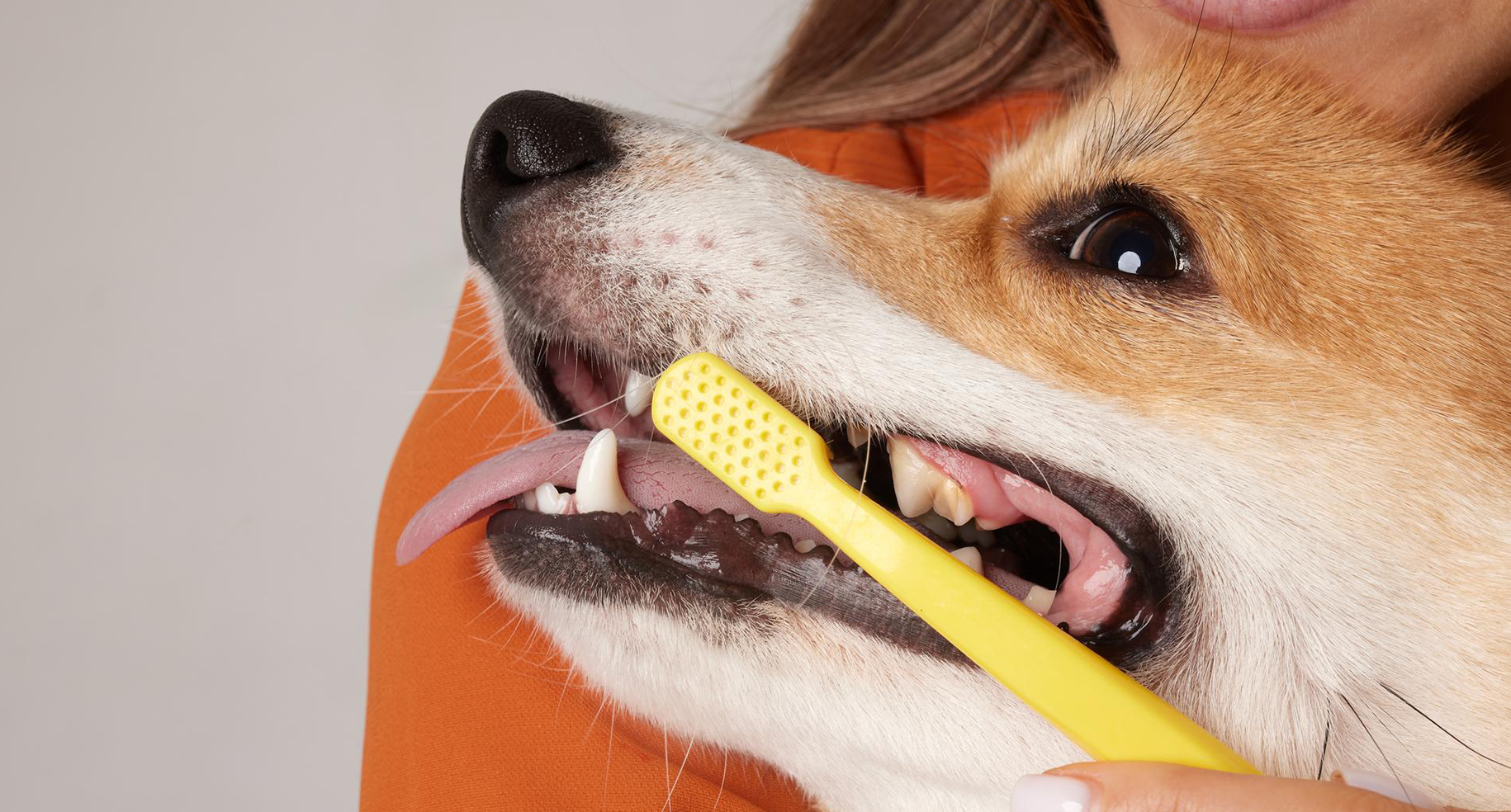 Guest Blogger Ricci Trower : The Importance of Dental Checks