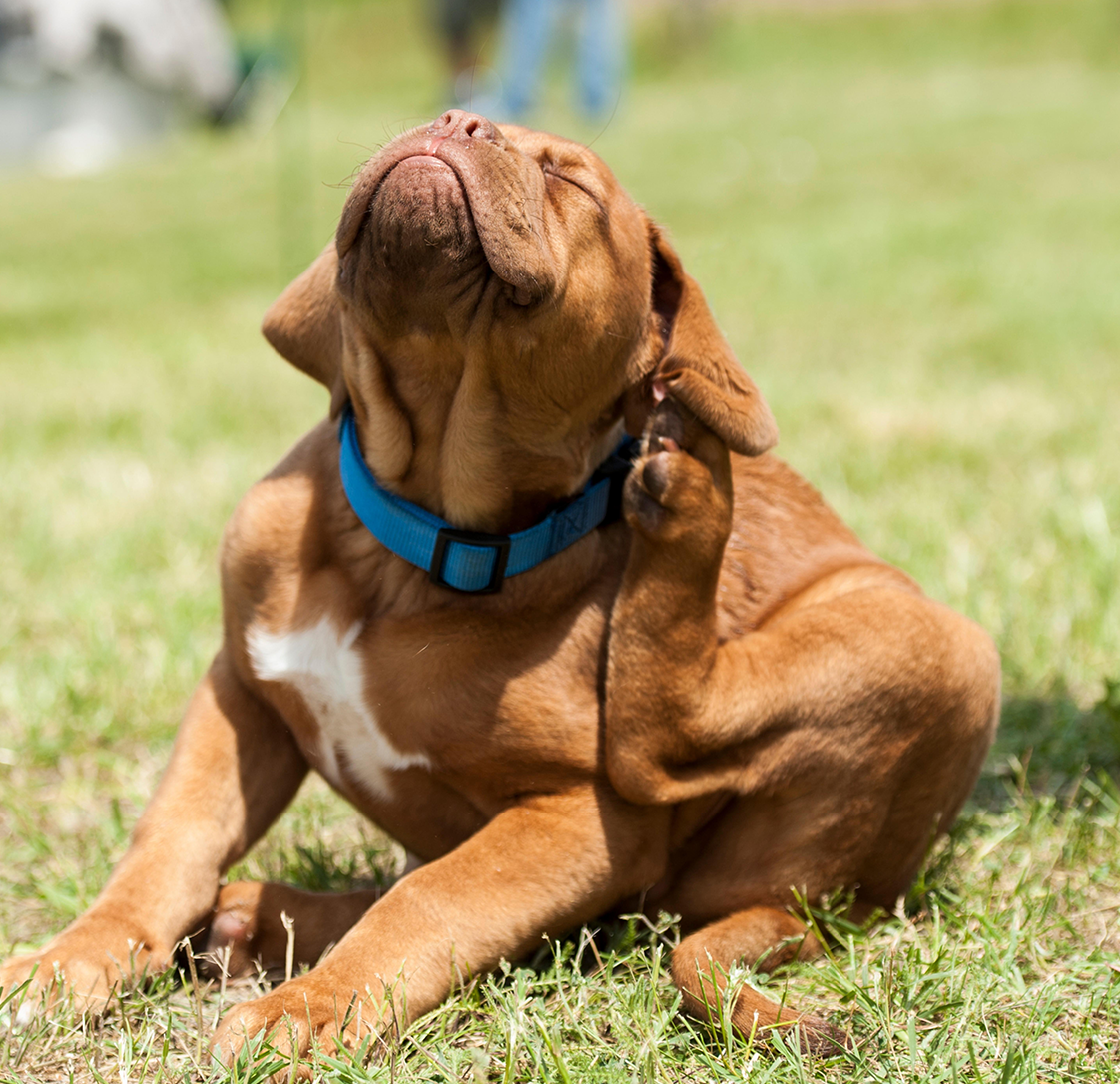 Dermatitis: An Itch Your Dog Can’t Scratch