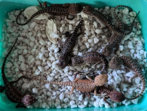 Bearded dragon hatchlings at Ari's Arids