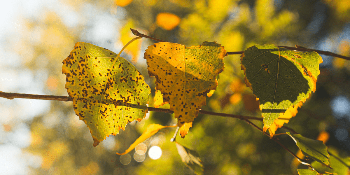 Why emission factor transparency matters for accurate carbon audits