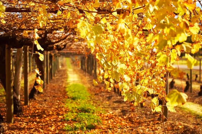 Homegrown: Swan Valley, WA : SBS Food