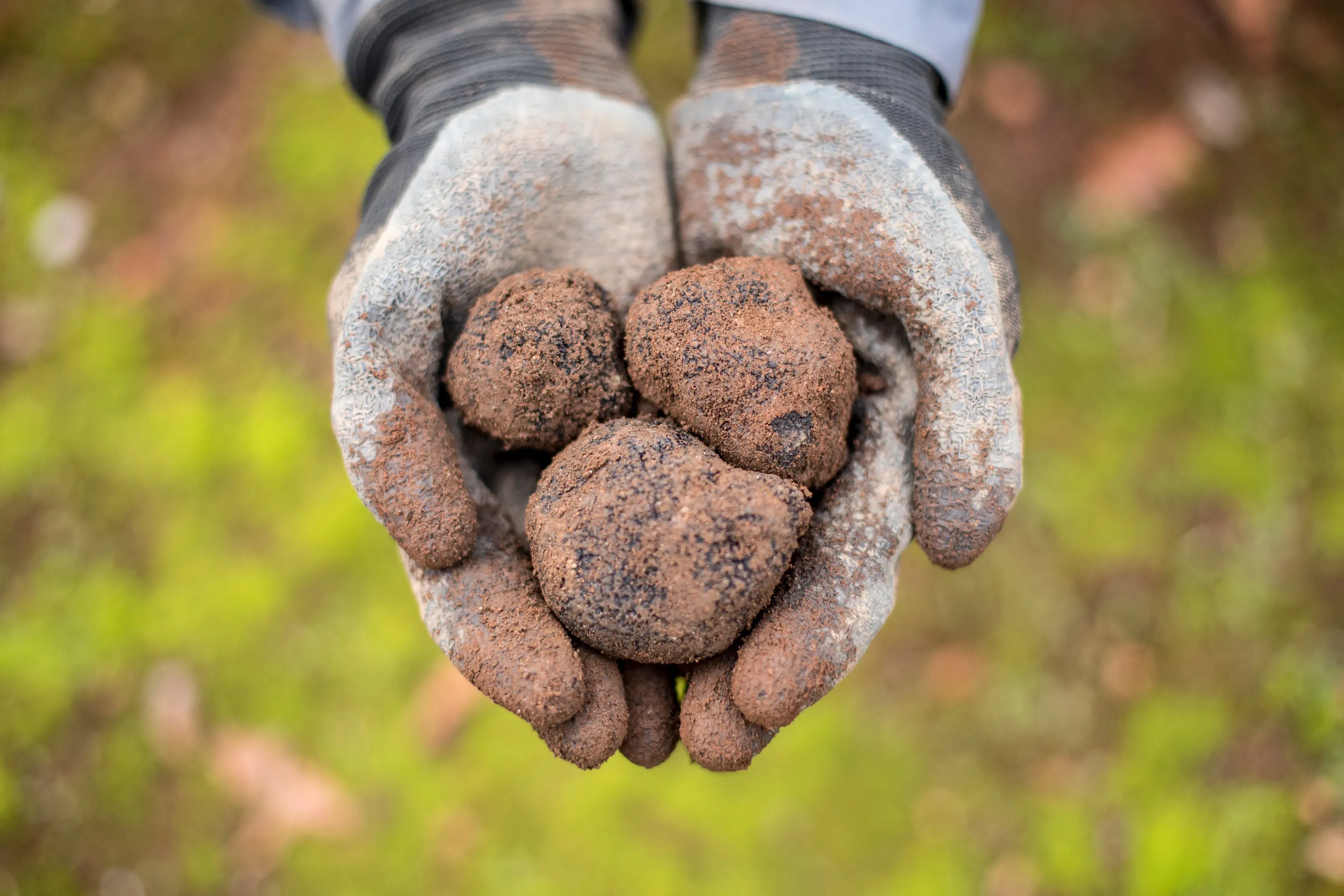 Truffle hunting in Manjimup