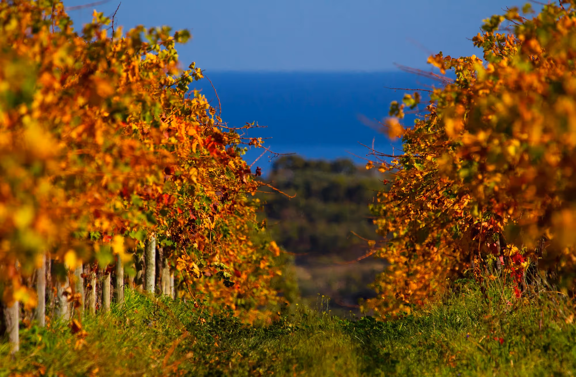 McLaren Vale | Wine and Roses Bed and Breakfast
