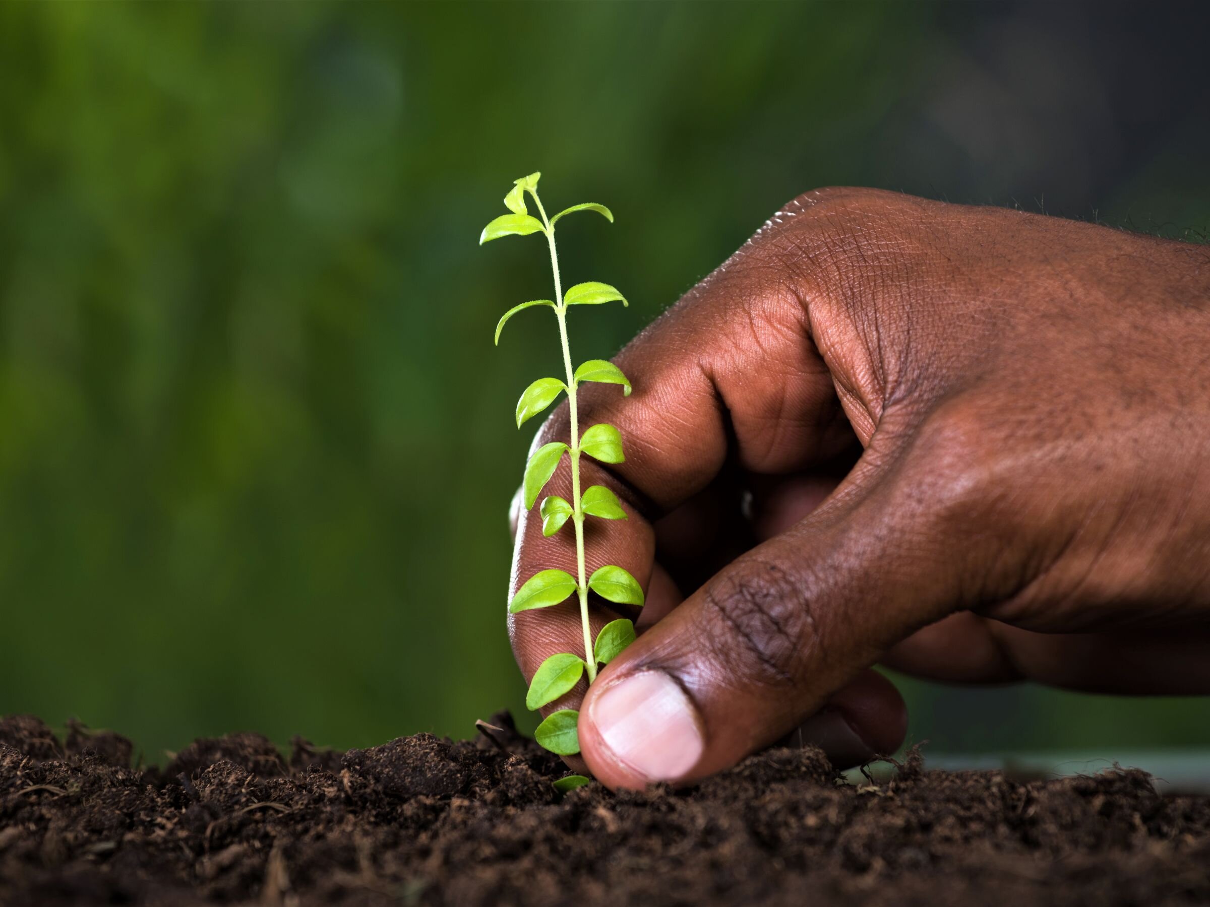 Give To Grow a Tree - We believe that tackling poverty & protecting the  environment are inseparable — Give to Learn to Grow