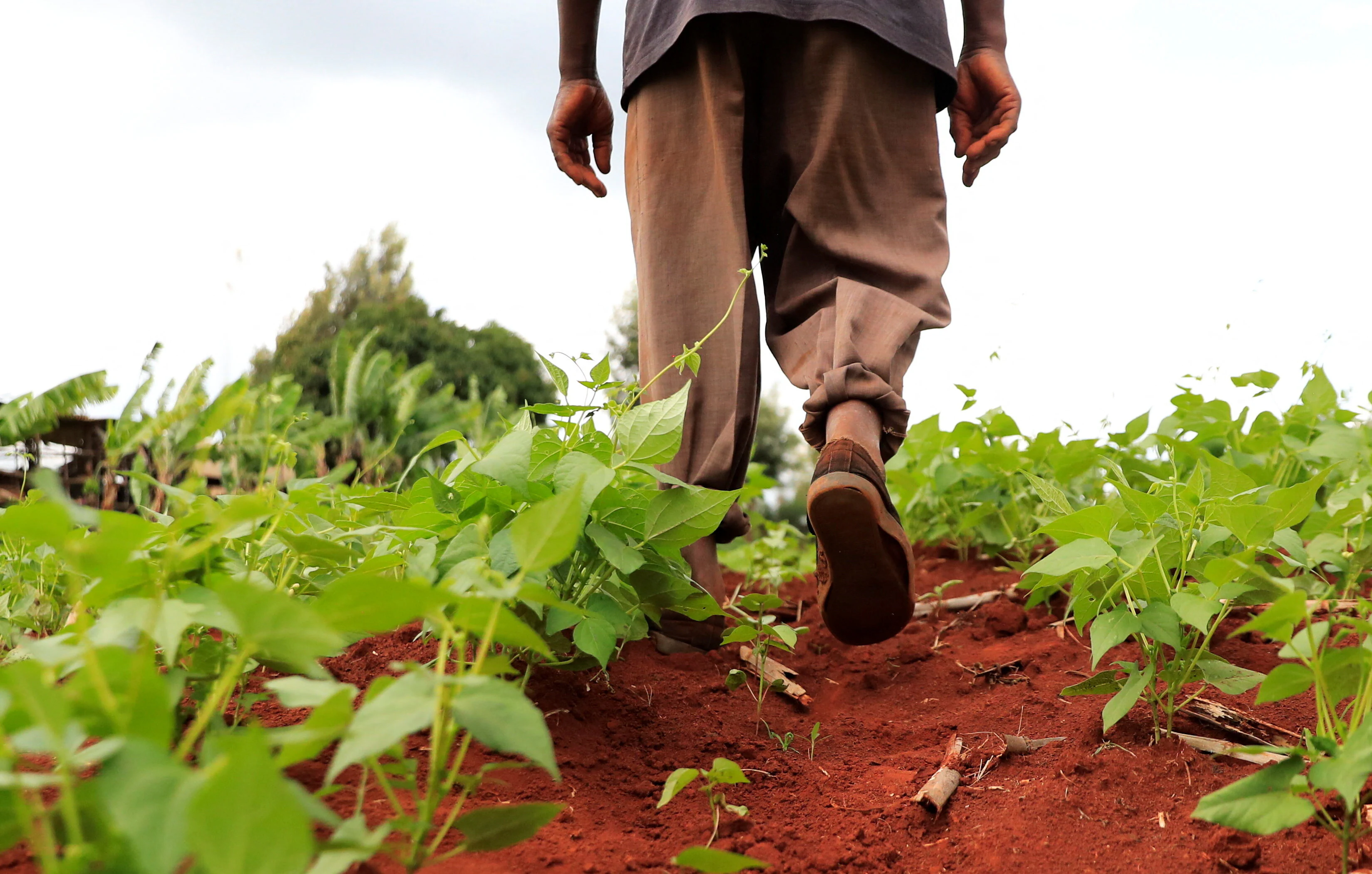 Lancement-du-plan-dix-ans-de-fanrpan-pour-reformer-lagriculture-africaine