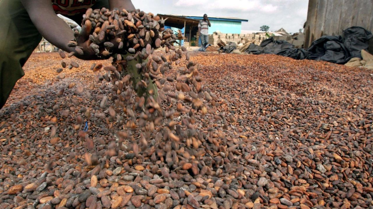 La Côte d’Ivoire rehausse les prix du cacao : un tournant pour la filière et l’investissement