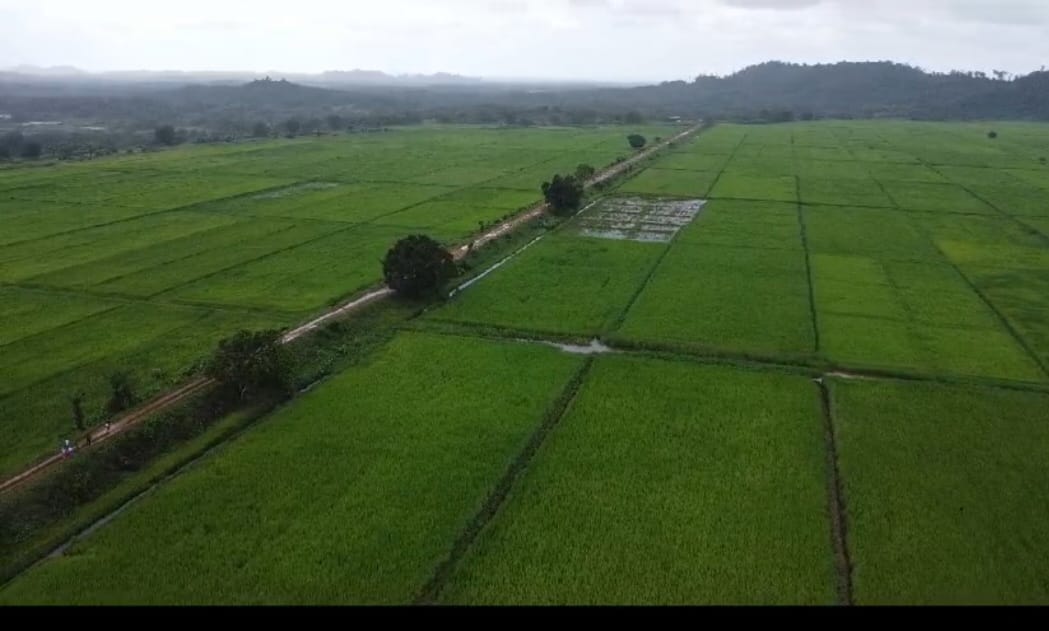  Le Liberia lance la marque Gbedin Rice pour revitaliser l’industrie rizicole locale et attirer les investissements